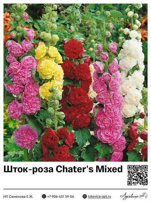 Шток-роза Chaters Mixed