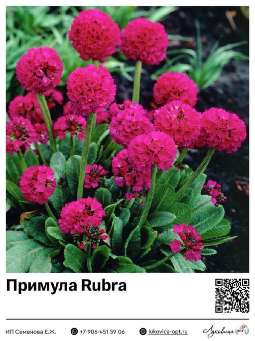 Примула Первоцвет Rubra (Мелкозубчатая)