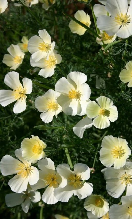 Эшшольция НЕВЕСТА