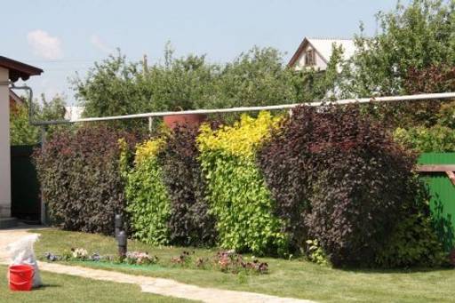 Пузыреплодник калинолистный зеленый