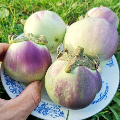 Баклажан Зелёное Румяное Яблоко - Green Apple Blush