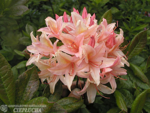 Азалия крупноцветковая Chanel (Шанель) - Долина роз фото 2