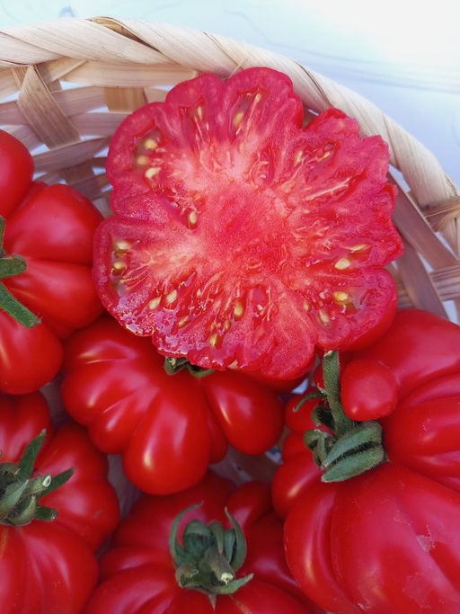 Томат ЖЕНСКАЯ ДОЛЯ F1 - Уральский дачник фото 3