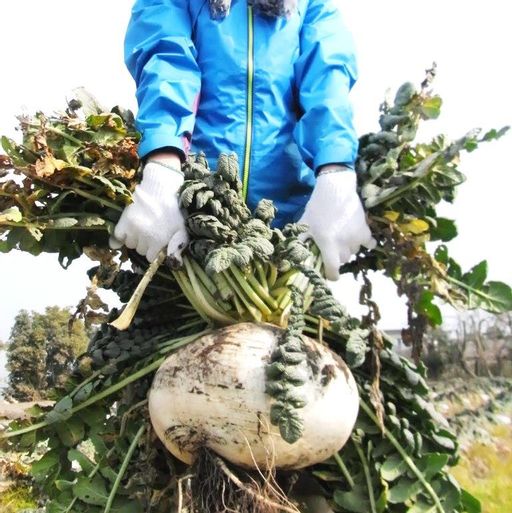 Редис Гигантский Японский Сакурадзима — Sakurajima Radish — 桜 島 大 根