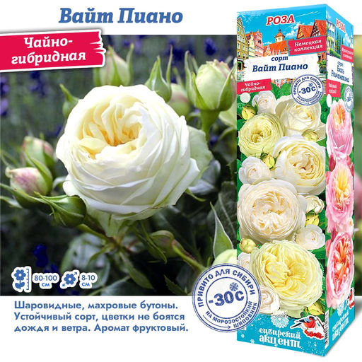 Роза Вайт Пиано (Чайно-гибридная) 1шт