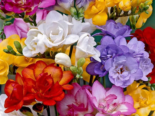 Фрезия Волшебная смесь (10шт) - Долина роз фото 3