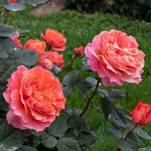 R592 ЭТРУСКА - Семинис фото 2