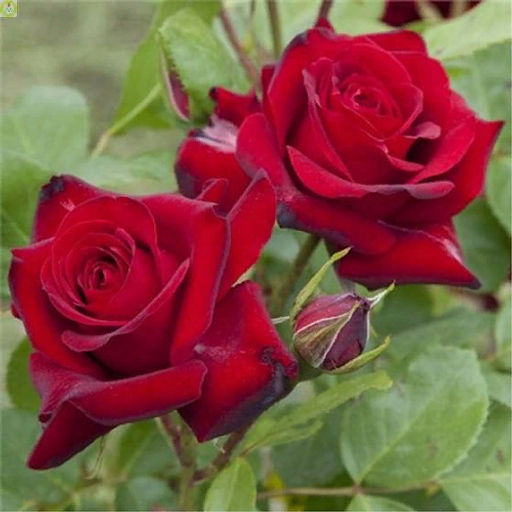 R347 НИККОЛО ПАГАНИНИ