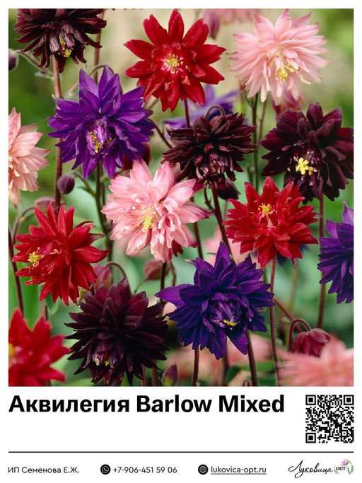 Аквилегия Barlow Mixed