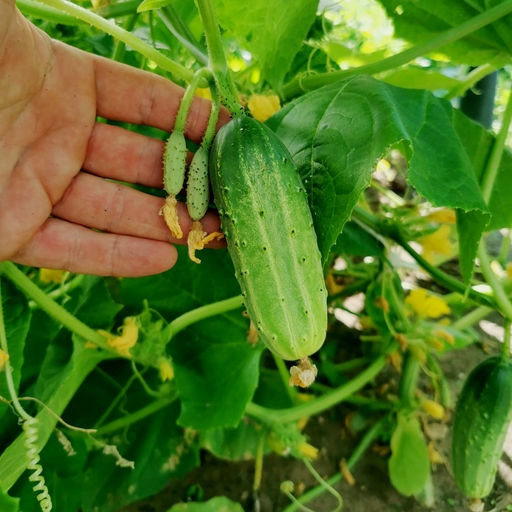 Огурцы Аксельские от Помидома - Дом помидоров фото 5