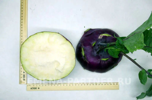 Капуста кольраби Виолета - Партнер фото 7