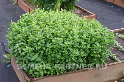 Базилик Мариан - Партнер фото 7