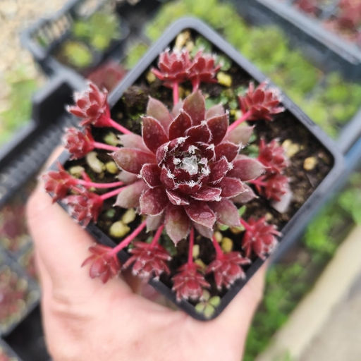 Молодило Хамелеон - Долина роз фото 4