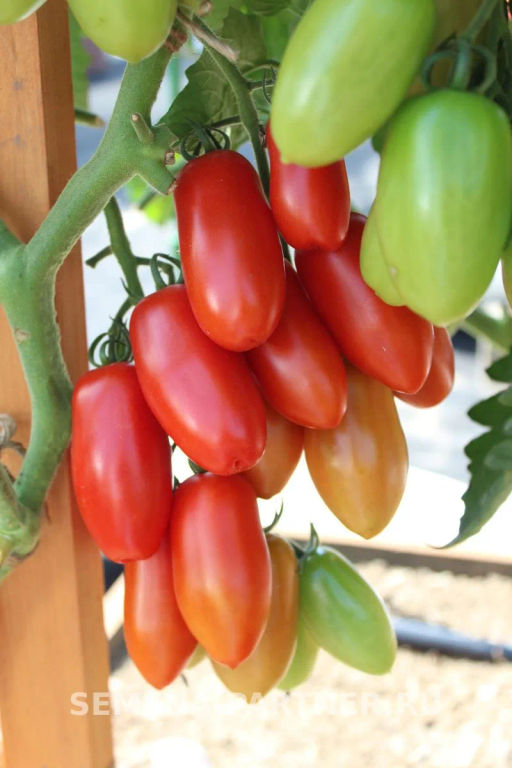 Томат Альфонс - Партнер фото 7