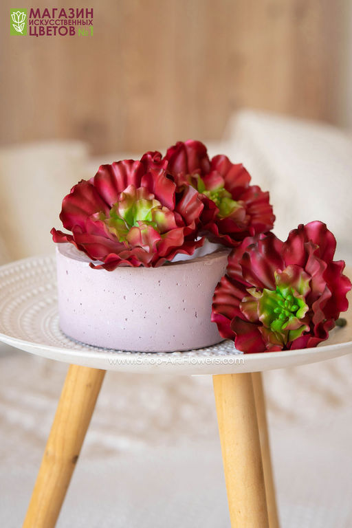 067 Суккулент 7 - Без тм фото 7