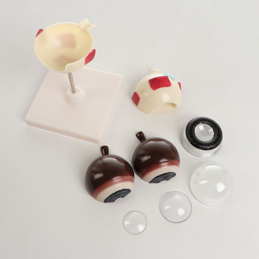 Анатомическая модель «Макет глаза человека», разборный, 17×12×12 см