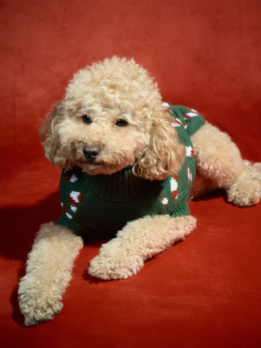 Свитер для питомца с принтом / Zarina