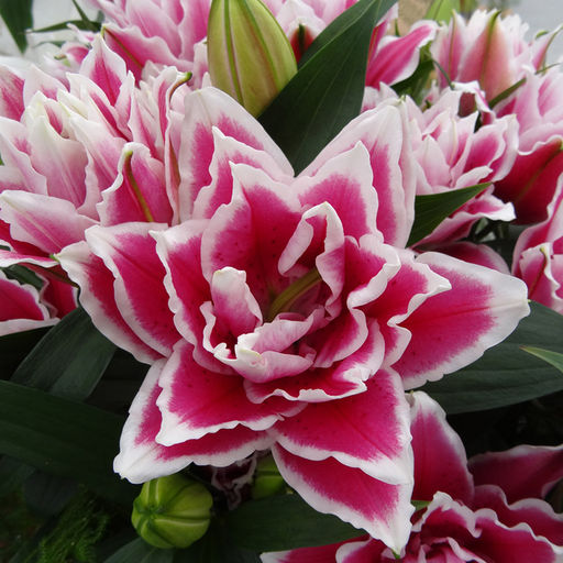 ЛИЛИЯ Роузлили Саманта Разбор 12/14 Кол-во упак., шт 5