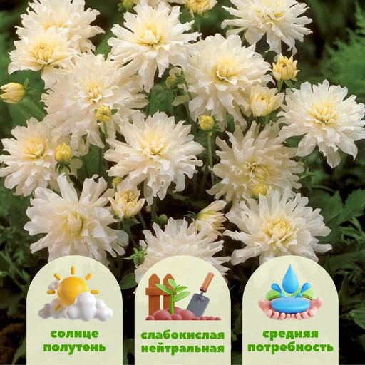 Георгина Аспен бордюрная - Долина роз фото 2