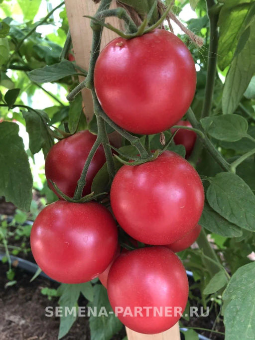 Томат Малиновый Земледелец - Партнер фото 8