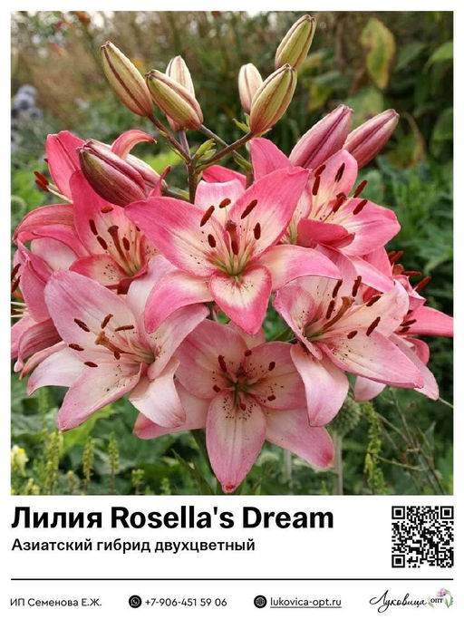 Лилия Rosellas Dream (Азиатский гибрид, двухцветный)