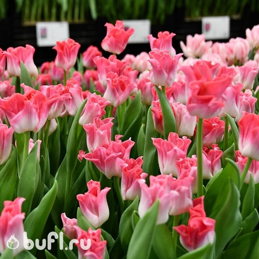 Тюльпан Crown of Dynasty (5 луковиц) - Bufl фото 2