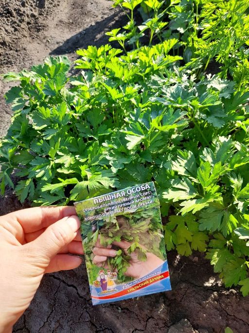 Петрушка листовая ПЫШНАЯ ОСОБА  Яркий пряный аромат! Хорошо отрастает после срезки! - Уральский дачник фото 2