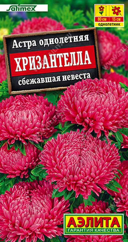 1997A Астра Хризантелла сбежавшая невеста 15шт