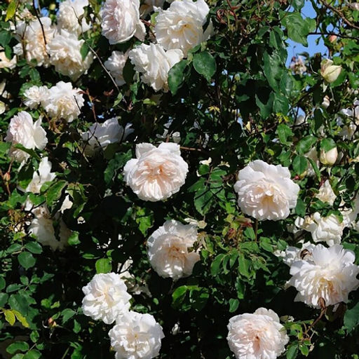 R289 МАДАМ АЛЬФРЕД КАРЬЕР