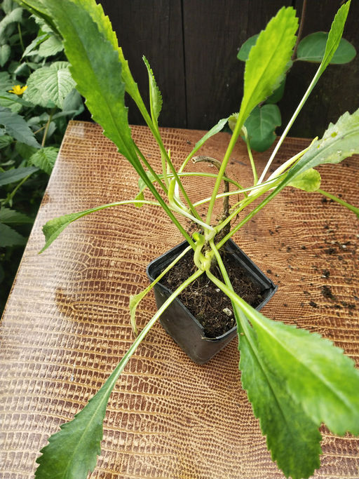 Ромашка садовая