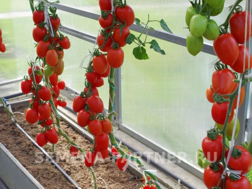 Томат Миллениум - Партнер фото 5