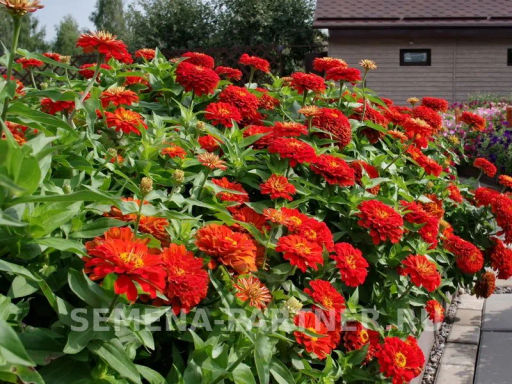 Цинния георгиновидная Сочные тропики Сангрия - Партнер фото 8