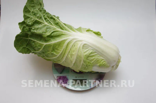 Капуста пекинская Нежность - Партнер фото 4