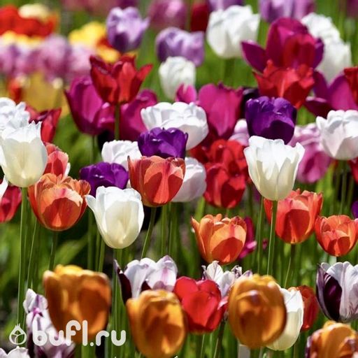 Тюльпаны Триумф смесь сортов (5 луковиц) - Bufl фото 2