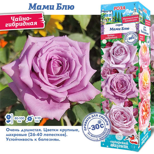 Роза Мами Блю (Чайно-гибридная) 1шт