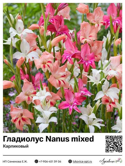 Гладиолус Nanus Mixed (Низкорослый)