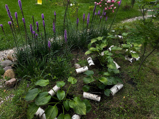 Лиатрис колосковидный (Spicata)