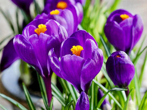 Крокус Flower Record (Флавер Рэкорд) 5 шт - Долина роз фото 2