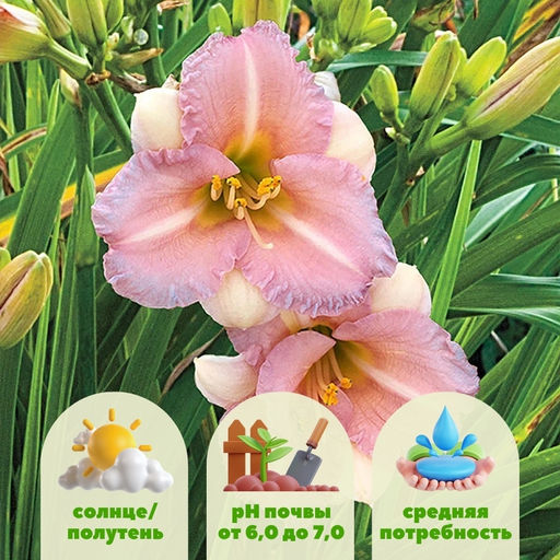 Лилейник Блумфинити Блашинг Блюбелл - Долина роз фото 2