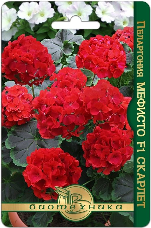 Пеларгония коричневолистная Мефисто F1 Скарлет