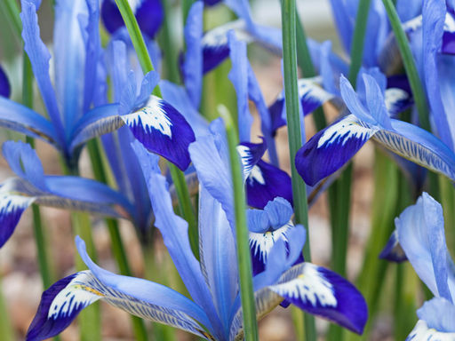 Ирис ретикулята Клеррет 5 шт - Долина роз фото 2