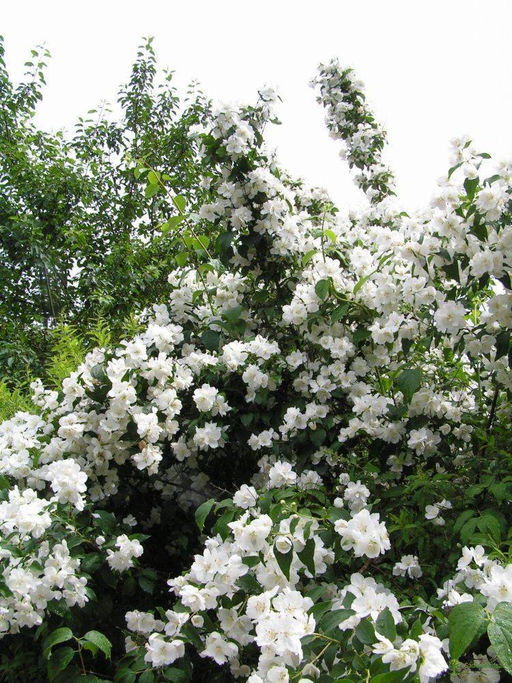 Чубушник Жасмин Mont Blanc (Мон Блан) - Голландские луковицы фото 3