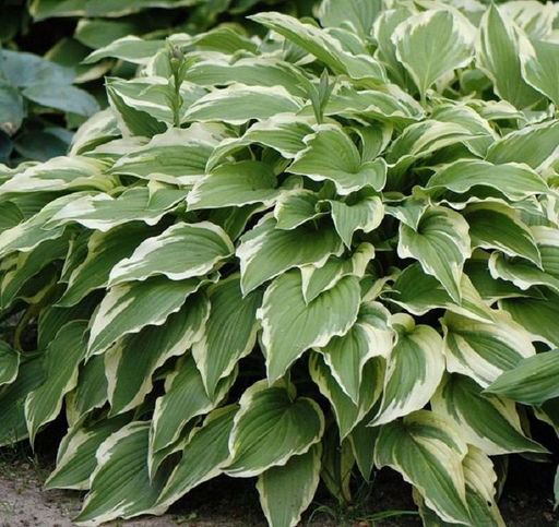 ХОСТА Моерхейм Разбор 1 n Кол-во упак., шт 1