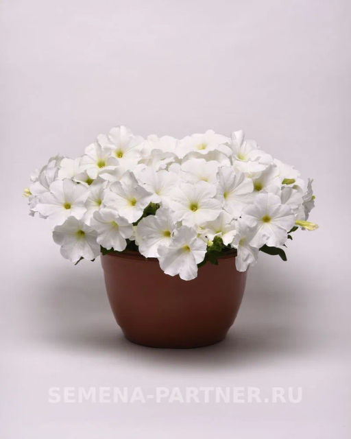 Петуния Изи Вэйв Уайт F1 каскадно-ампельная - Партнер фото 5