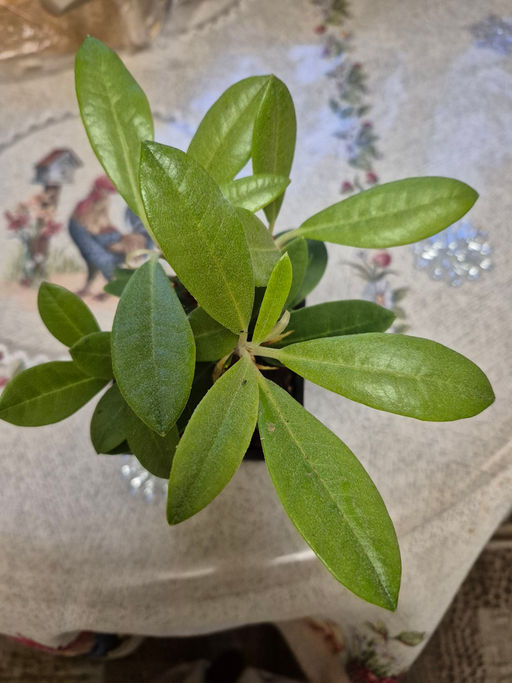 Рододендрон Фантастика