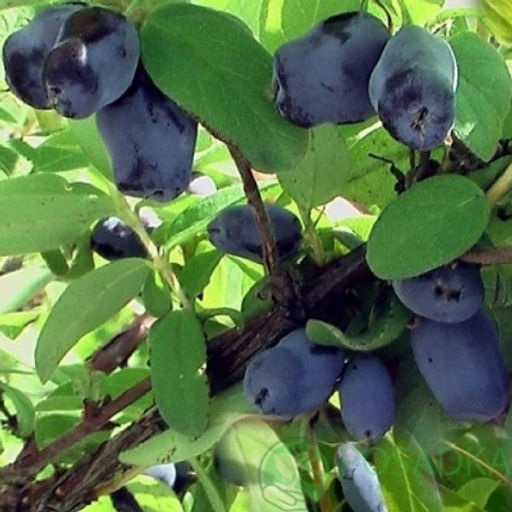 Жимолость Индиго Джем (коробка) 1шт