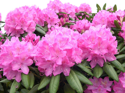 Рододендрон Roseum Elegans (Розеум Элеганс) - Долина роз фото 2