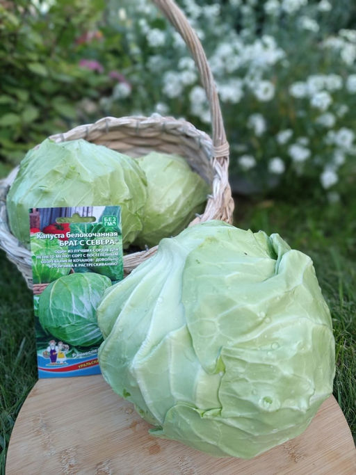 Капуста БРАТ С СЕВЕРА Один из лучших сортов для летнего меню! Сорт с постепенным созреванием кочанов! Довольно устойчива к растрескиванию! - Уральский дачник фото 4