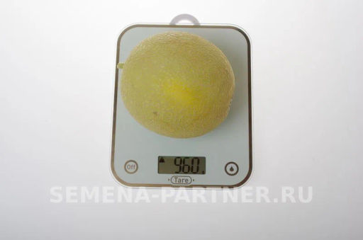 Дыня Майорка - Партнер фото 3