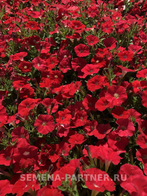 Петуния Лагуна Вивьен каскадная скарлет - Партнер фото 3